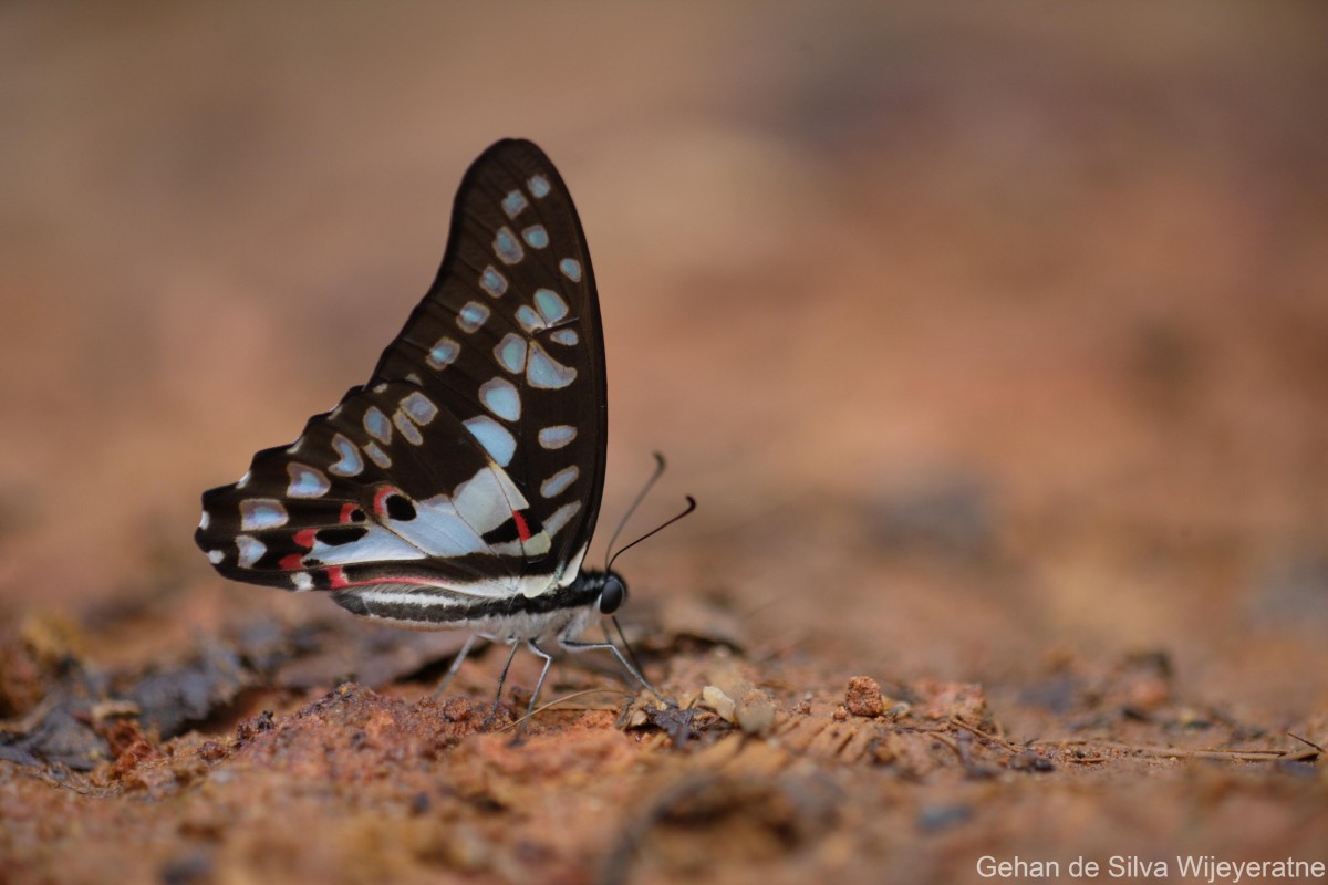 Graphium doson Felder, 1864